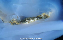 Nel (Rhizostoma pulmo) by Salvatore Ianniello 